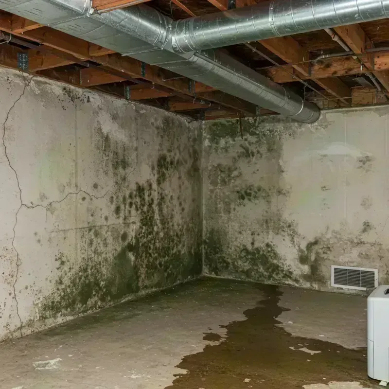 Professional Mold Removal in Clinton, MO